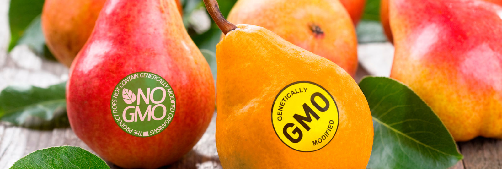 genetically modified food research articles
